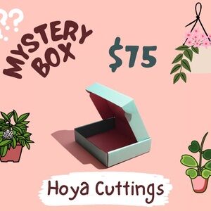 Hoya Cuttings Mystery Box